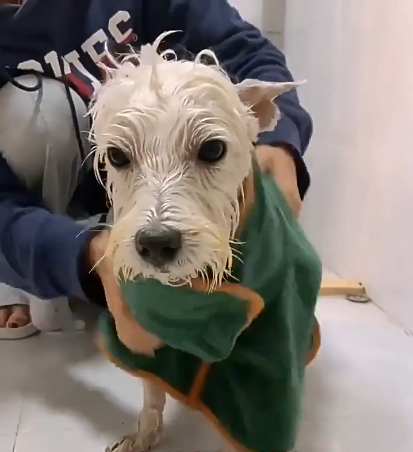 Pet Bathrobe Fast-Drying Towel – Microfiber Dog & Cat Bath Robe